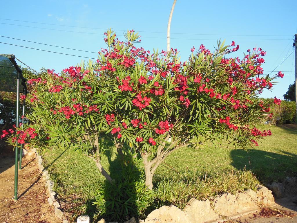 Jardins Da Balaia Hotel Albufeira Luaran gambar